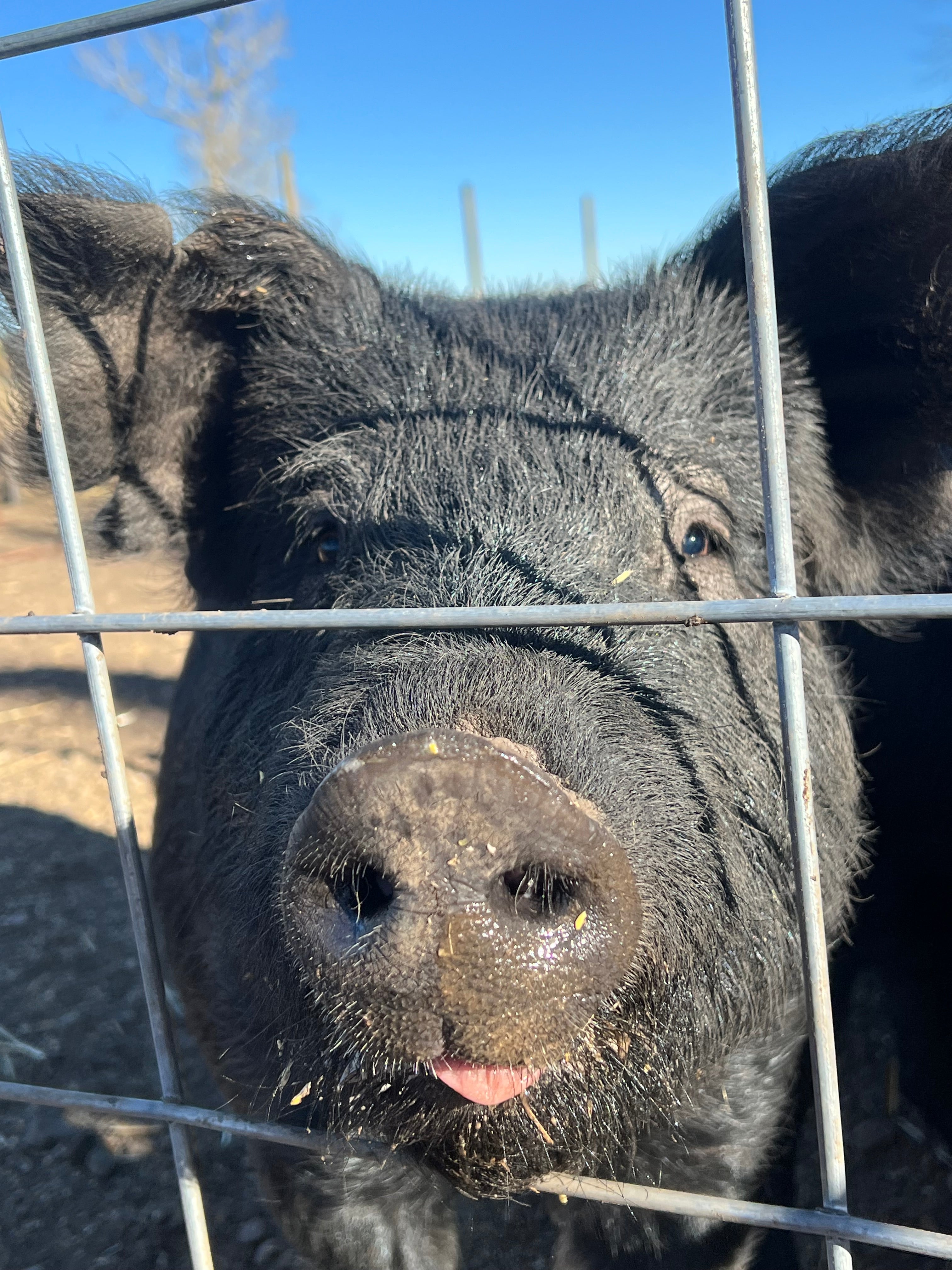 close up of a black pig pushing his nose through a wire fence