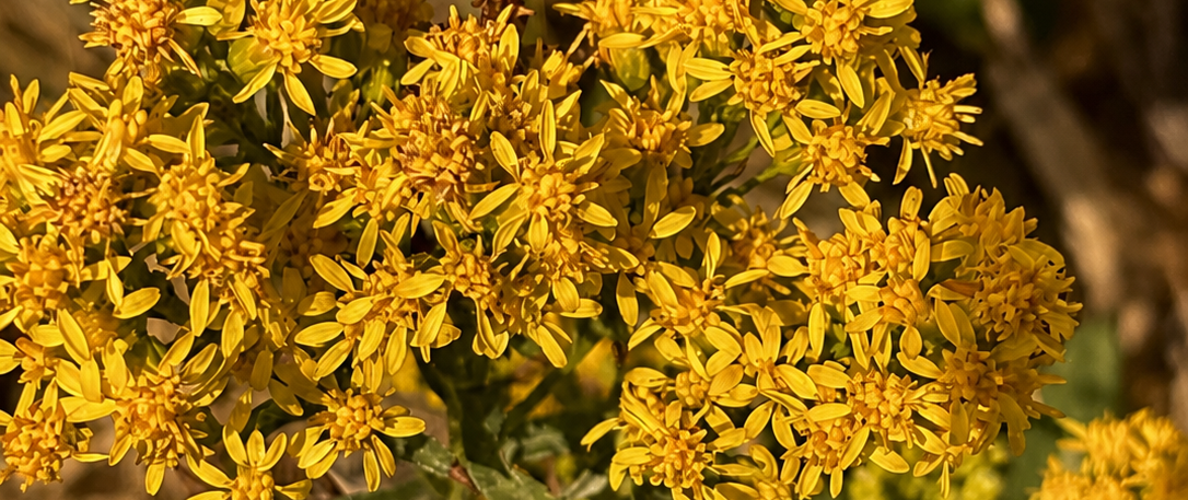 A close-up of golden yellow wildflowers with green leaves growing in a natural outdoor setting with dry grass in the background.