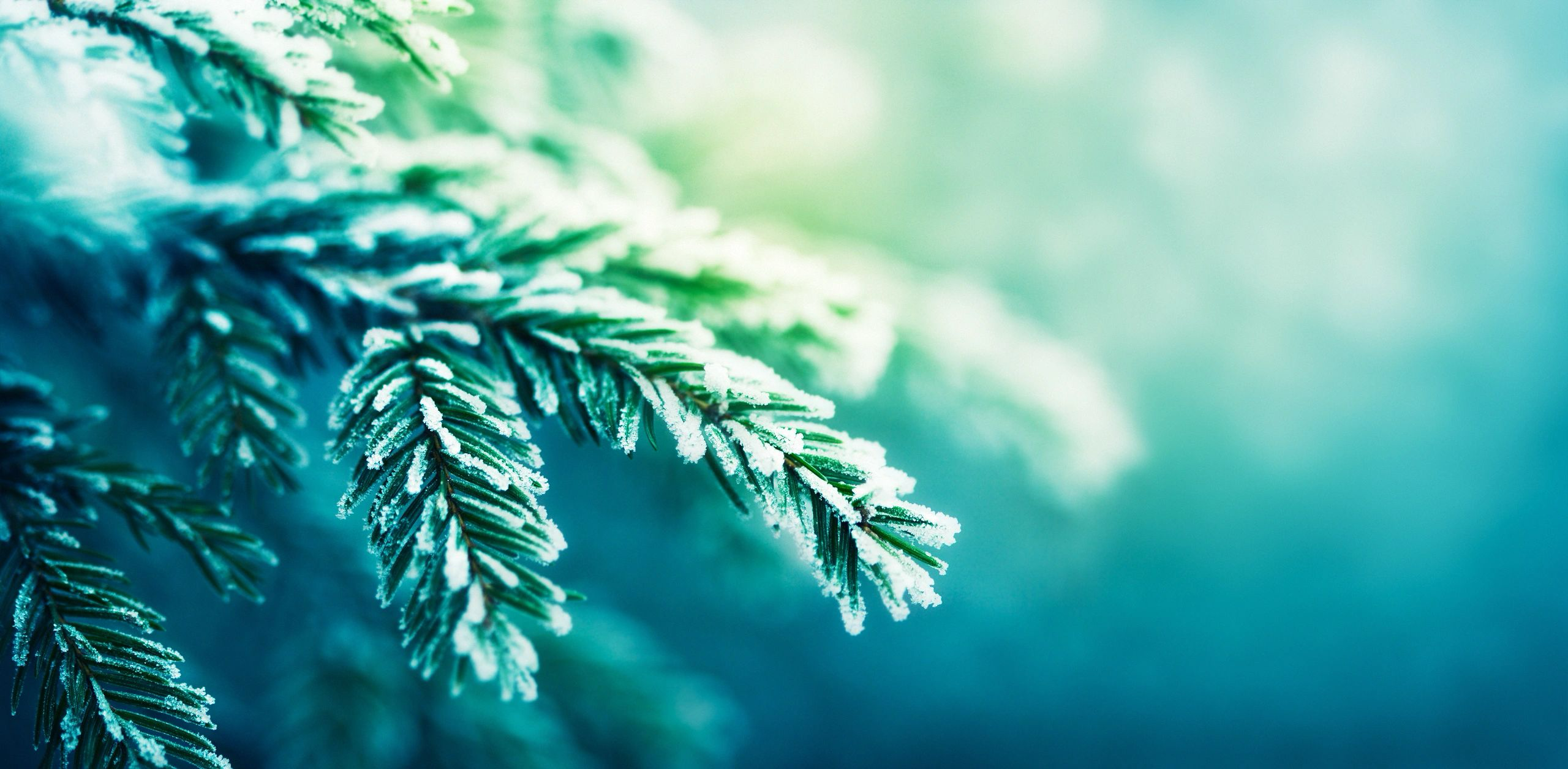 Close-up of a frost-covered pine branch with a blurred green background