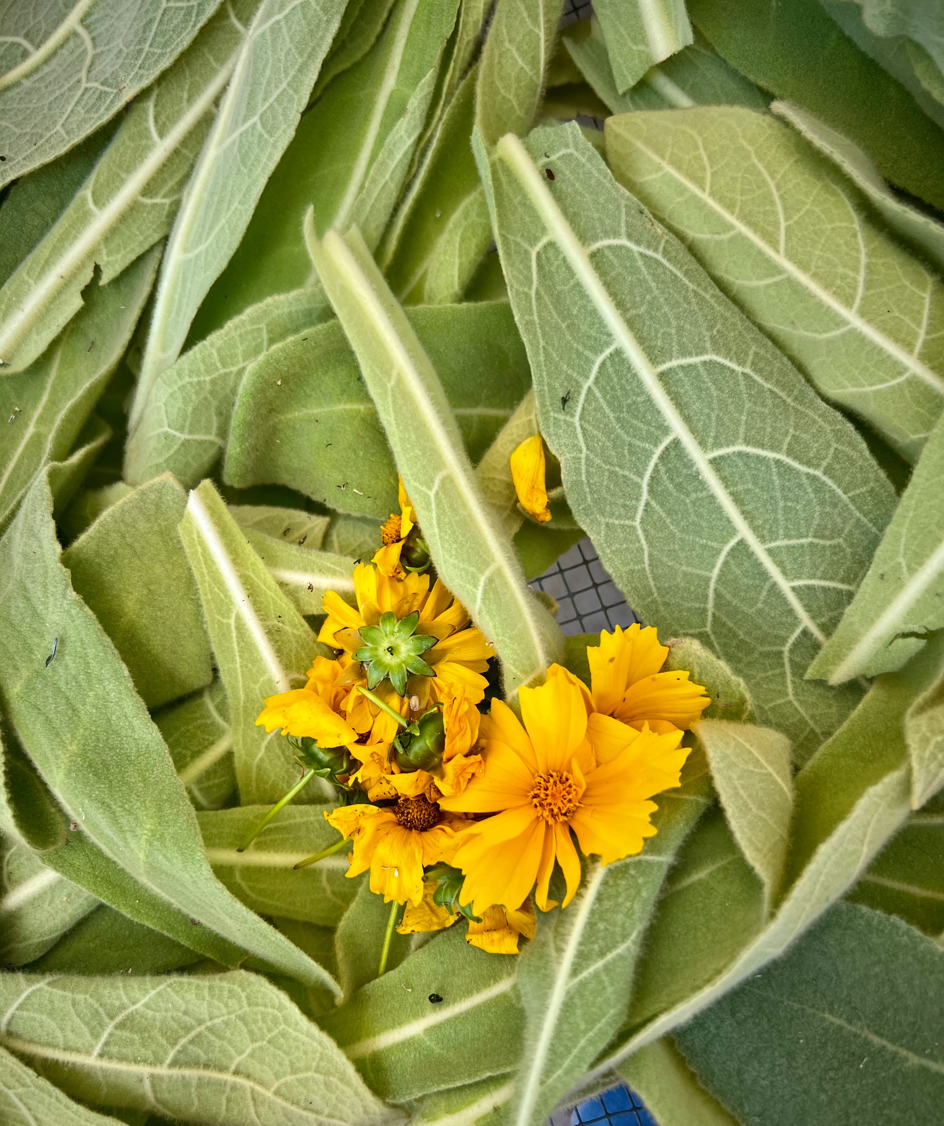 Close-up of yellow flowers surrounded by green leaves
