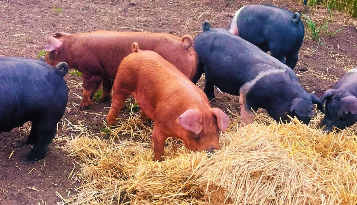 Pigs gathered around a pile of straw in a dirt field